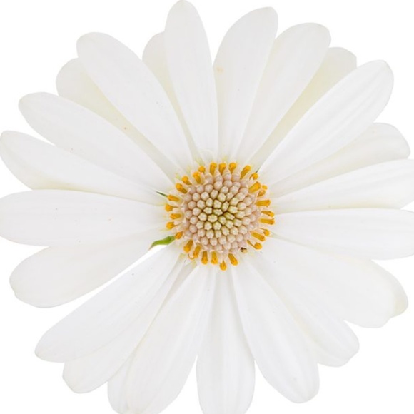 Meet your Posher, Samantha - Picture 1 of 1